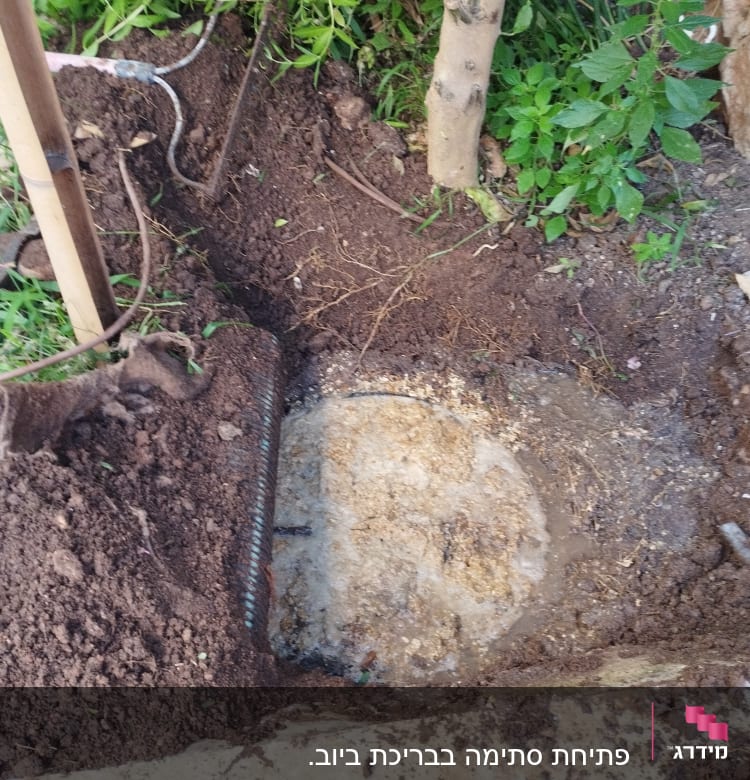 אדמה חפורה עם צינור חשוף ועץ קטן